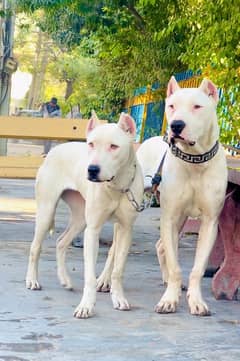 dogo argentino 03234696626