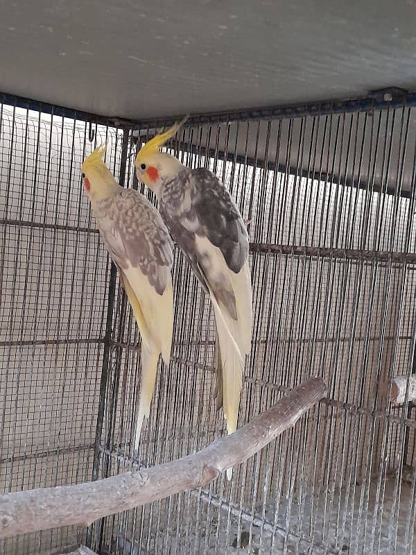 cocktail pair for sale 2