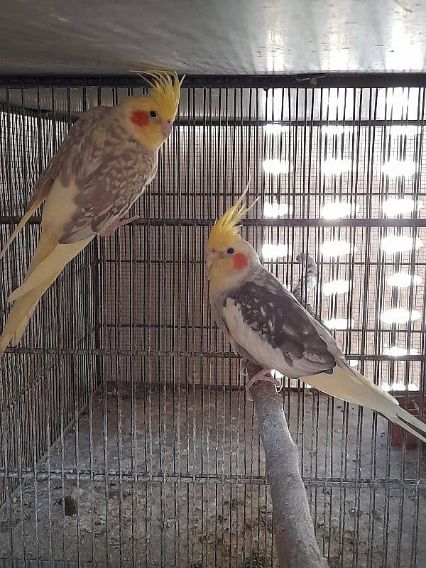 cocktail pair for sale 5