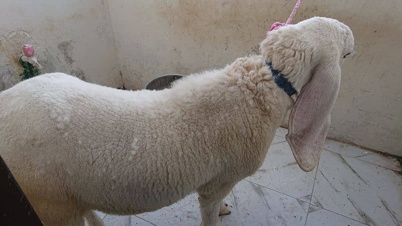 Sheep khajla 1