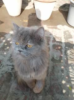 persian semi punch face kittens | triple Coated | high quality kitten