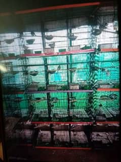 12 khaano wala folding cage for sale