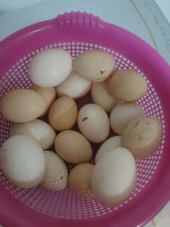 Ayam Cemani Eggs