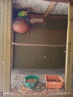 beautifully  parrots with pairs of 2 and 1 and with cage wooden