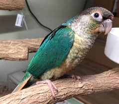 Conure Males