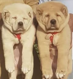 kurdish Kangal dog pair 3 months for sale security dog