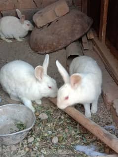 rabbit for sale