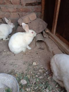 rabbit for sale