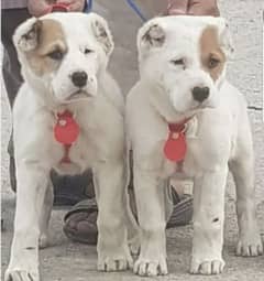 alabai dog pair 2 months for sale security dog