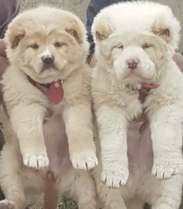 Alabai dog | King Alabai Pair | security Alabai Puppies 0