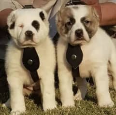 alabai dog pair 2 months for sale security dog