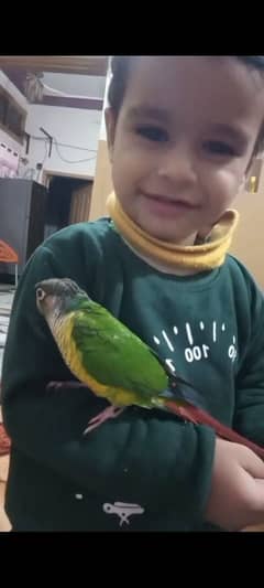 urgent sale ,or exchange pineapple hand tamed conure