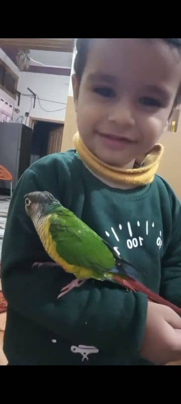 urgent sale ,or exchange pineapple hand tamed conure 0