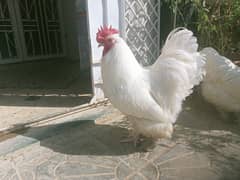 White buff hen pair, Egg laying , full healthy