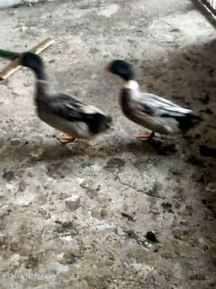 2 Ducks