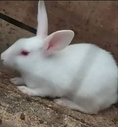 2 rabbits white for sale. .