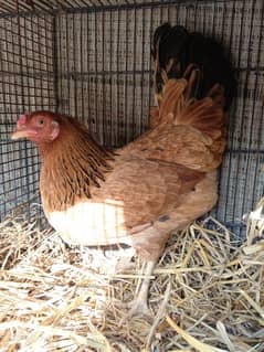 Desi Golden Misri Hen for sale