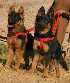 German Shepherd Long Coat Pair For Sale