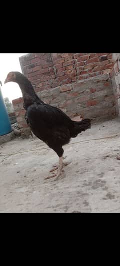 Aseel hen breeder madi