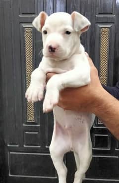 pitbull | American pitbull terrier puppies