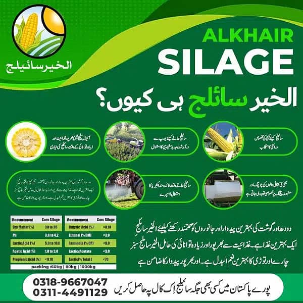 Corn Silage/Maki Silage/Animal Feeds 0