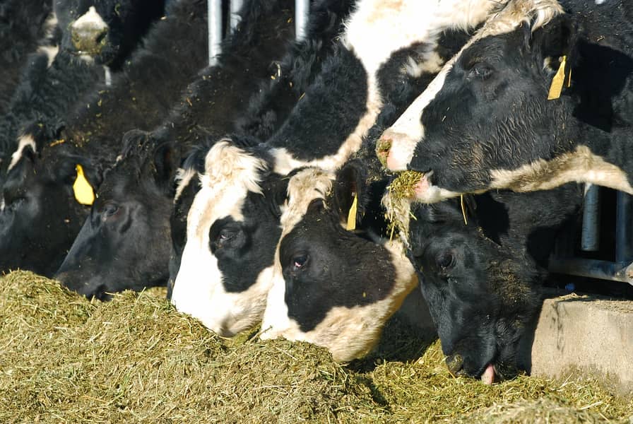 Corn Silage/Maki Silage/Animal Feeds 9