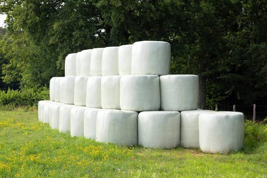 Corn Silage/Maki Silage/Animal Feeds 10