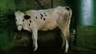 Holstein Friesian/ Cow / Gay/ Gaee / گائے / فروخت کے لیے گائے