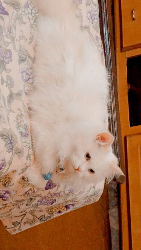 persian cat double code white colur 1