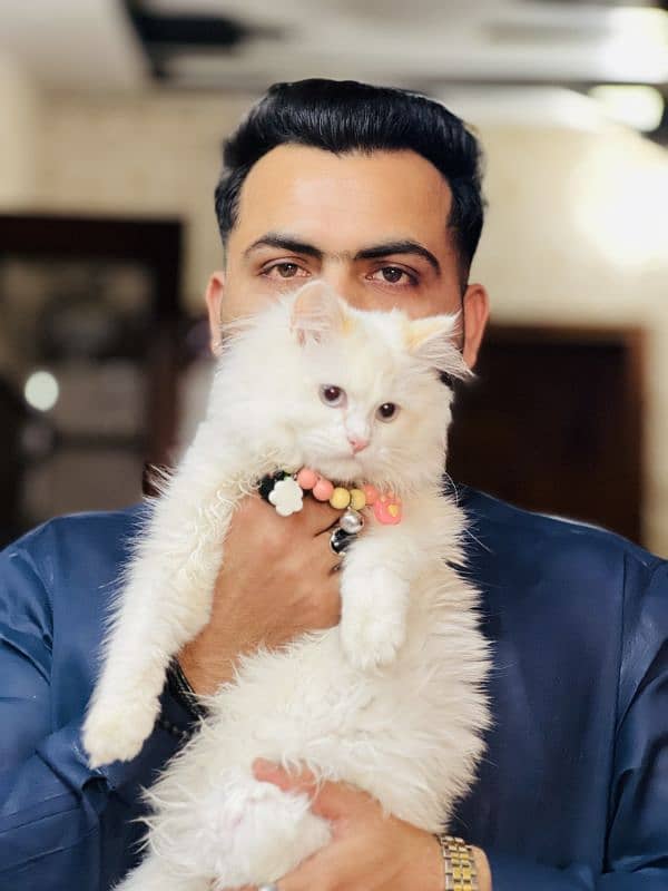 persian cat double code white colur 2