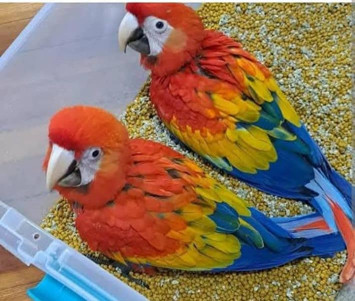 Rad macaw parrot chips for sale 03086827902 0