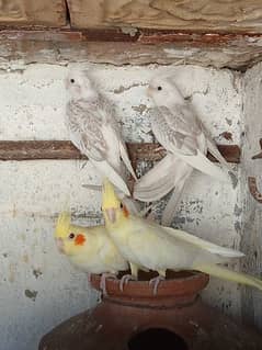 Cocktail And Lovebirds