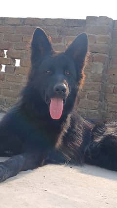 Black Garman shepherd Male