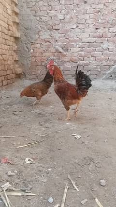 Desi hens pair murga murgi patha pathi and aseel chicks