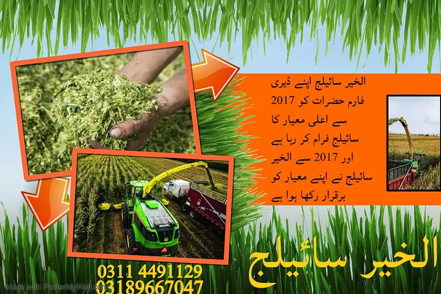 corn silage|silage for sale|al khair silage 8