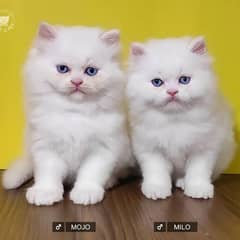 REQUIRED PERSIAN KITTENS PAIR