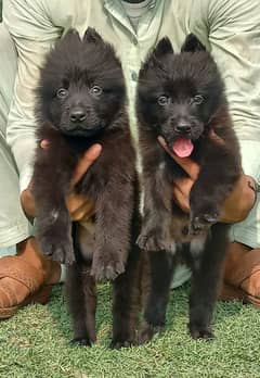 German Shepherd long coat pupps / each pupps for sale