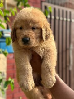 American Golden Retriever puppy 03231447953