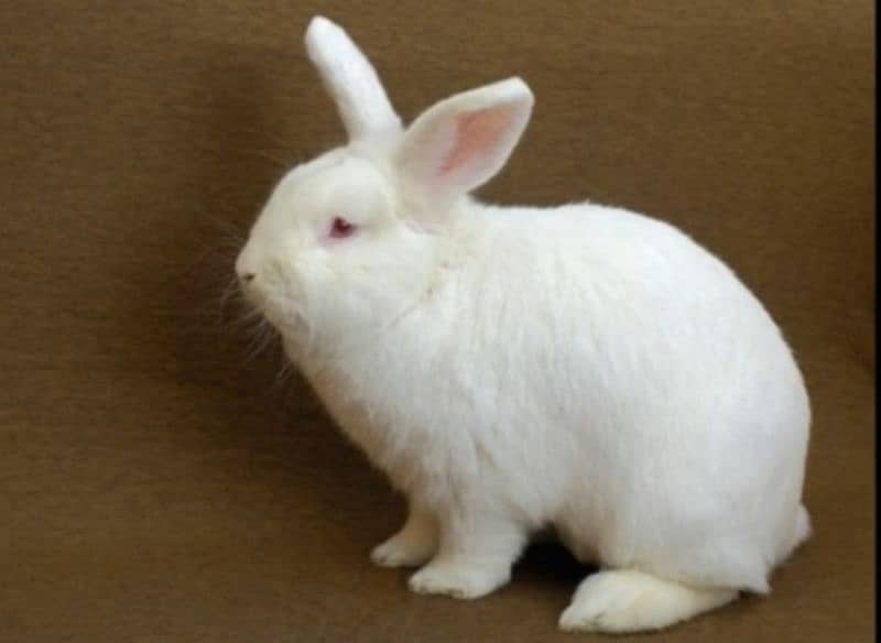 Newzelnd rabbit bunny for sell 2