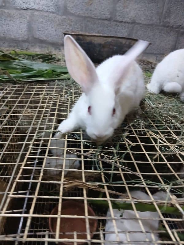 Newzelnd rabbit bunny for sell 3