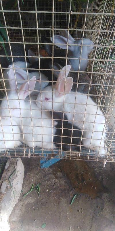 Newzelnd rabbit bunny for sell 4