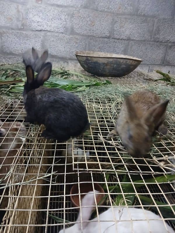 Newzelnd rabbit bunny for sell 5