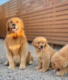 American Golden Retriever puppy 03231447953