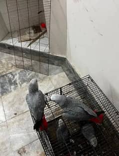 African Grey parrot baby chicks for sale 0335=4890=175