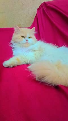 Persian female Cat