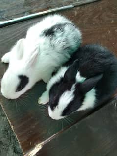 rabbit babies age 1 month