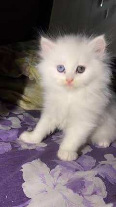 male persian kitten