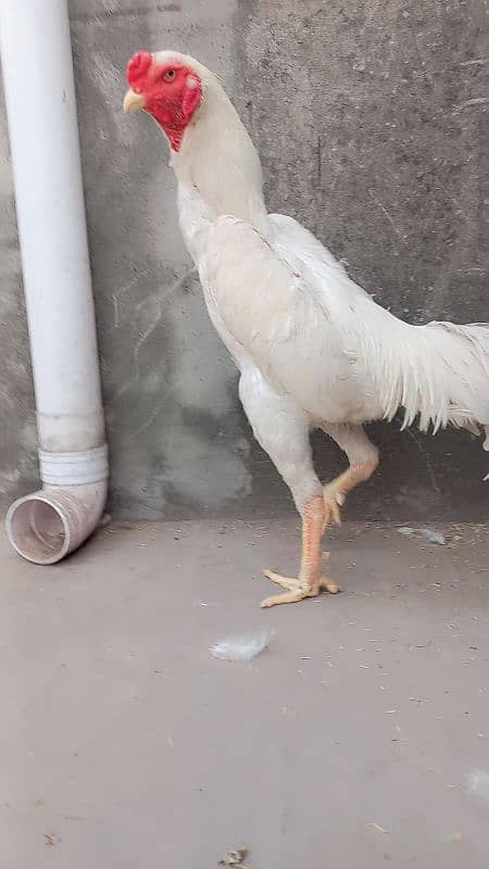 white Shamo /Aseel Shamo chicks /king size/ pure aseel/high quality 0