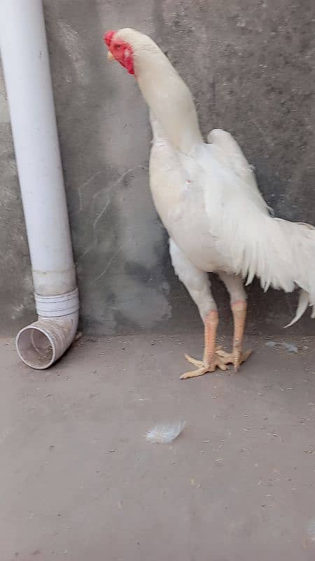 white Shamo /Aseel Shamo chicks /king size/ pure aseel/high quality 1