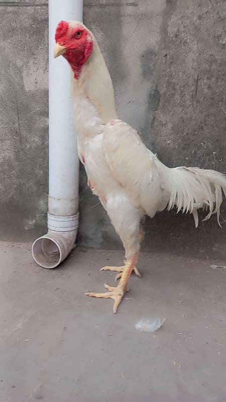 white Shamo /Aseel Shamo chicks /king size/ pure aseel/high quality 2